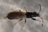 Brachyplax tenuis