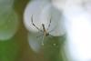 102832 – Photo : D. Martinez – Philippines