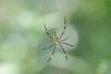 102831 – Photo : D. Martinez – Philippines