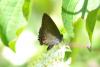 102413 – Photo : Fabricius – France (13)