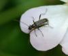 Grammoptera ruficornis