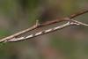 102091 – Photo : Pelouard – France (06)