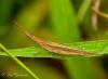 102524 – Photo : Leif Gabrielsen – Philippines