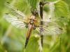 102800 – Photo : David Guedon – France (76)