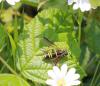102303 – Photo : Castor – France (49)