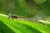 102447 – Photo : Bernard DELEFOSSE – France (26)
