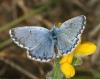 102441 – Photo : Pelouard – France (06)