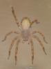 Zoropsis sp.
