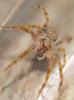 Zoropsis sp.