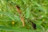 102871 – Photo : Patrick Le Mao – France (35)