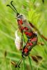 102051 – Photo : Alain66 – France (12)