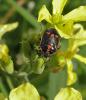 102497 – Photo : Maria Justamond – France (56)