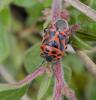 102061 – Photo : Maria Justamond – France (56)