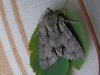 102565 – Photo : Dominique THAUVIN – France (45)