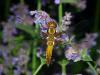 Libellula depressa