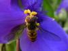 102438 – Photo : Sandra Rémy – France (87)