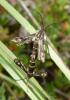 102433 – Photo : lopinga74 – France (74)