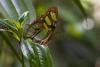 102080 – Photo : Olivier Gaubert – Guyane française