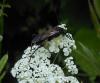 102083 – Photo : Gomjabar35 – France (35)