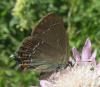 102860 – Photo : Jc.grandmaire – France (83)