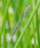 102900 – Photo : Viviane Godenne – Belgique