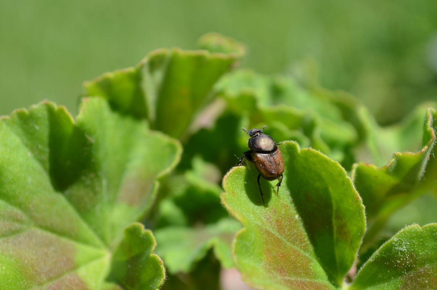 Adeline Brissaud - Onthophagus (Palaeonthophagus) coenobita - réf. 102731 (1500 x 994 pixels, 137 ko)