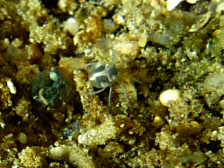 Jean Dufau - Unionicola sp. - réf. 102171 (326 x 245 pixels, 138 ko)