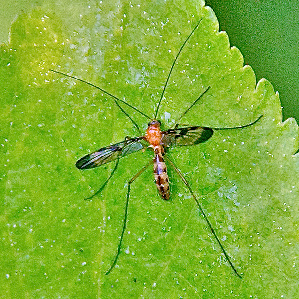 YGLO-75 - Macrocera sp. - réf. 102707 (601 x 601 pixels, 217 ko)