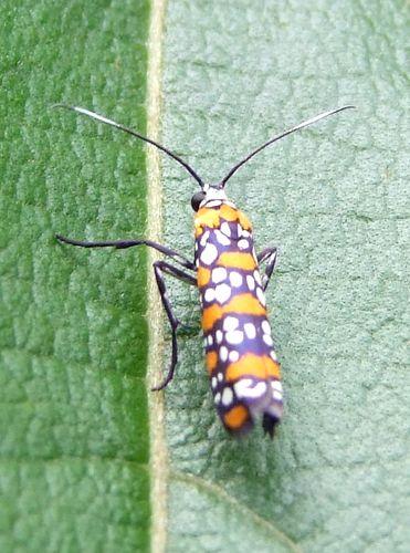 Atteva aurea