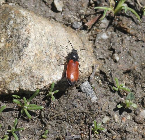 Réf. 103 902 : Anostirus gabilloti