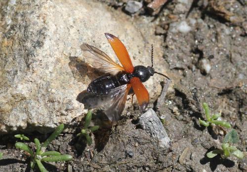 Anostirus gabilloti