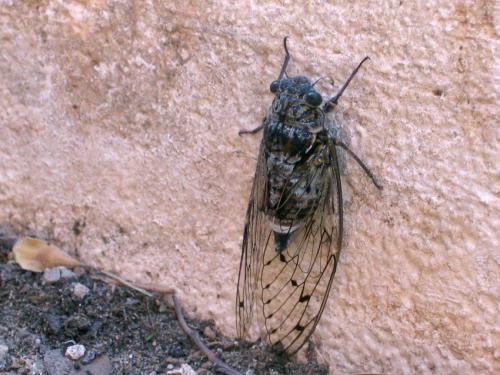 Cicada orni