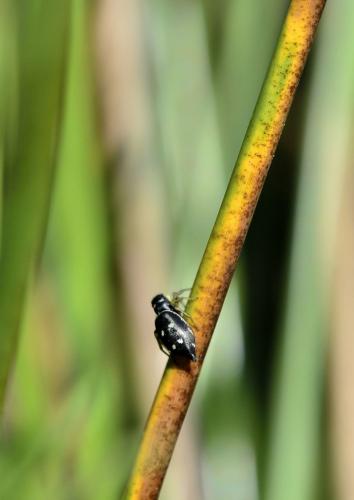 Heliophanus sp.
