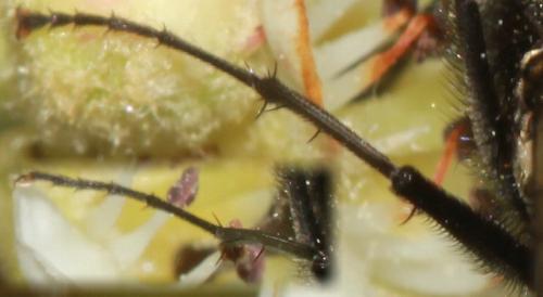 Graphomya maculata