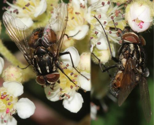 Réf. 103 679 : Graphomya maculata