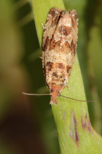 Celypha cespitana