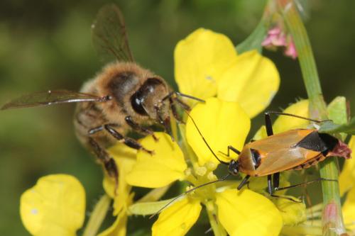 Calocoris nemoralis