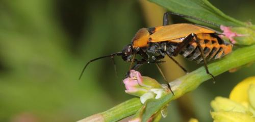 Calocoris nemoralis