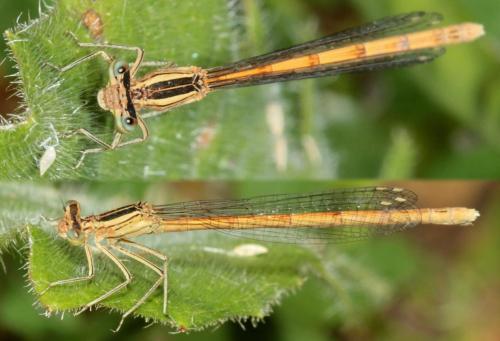 Réf. 103 717 : Platycnemis acutipennis