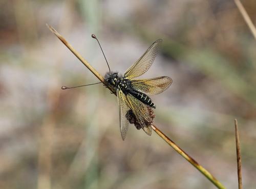Libelloides corsicus