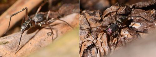 Réf. 103 076 : Micaria fulgens