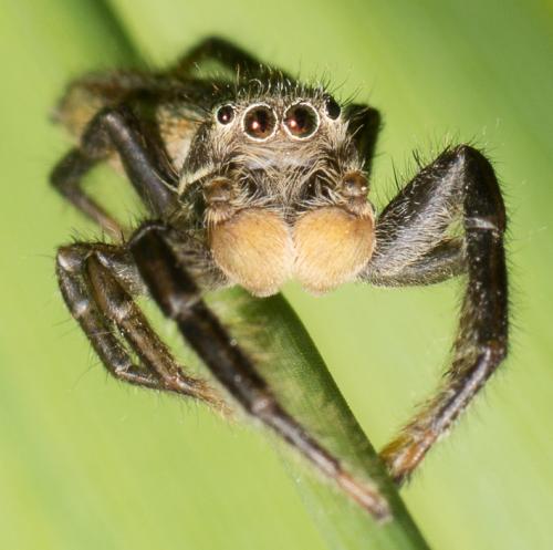 Réf. 103 287 : Marpissa radiata