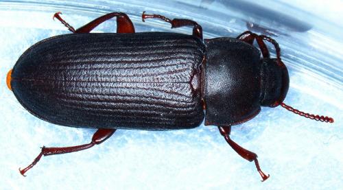 Tenebrio molitor