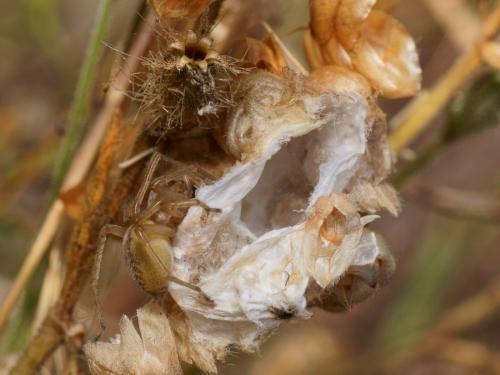 Cheiracanthium pennatum