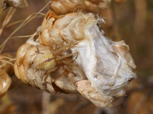 Cheiracanthium pennatum