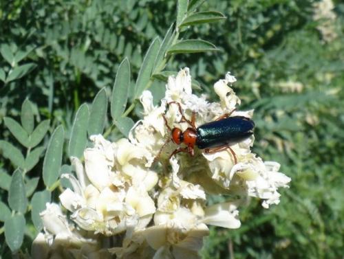 Muzimes sp.