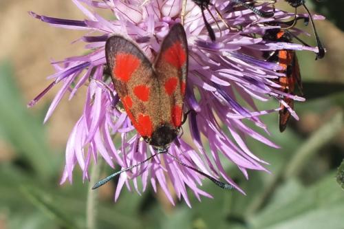 Réf. 103 785 : Zygaena loti