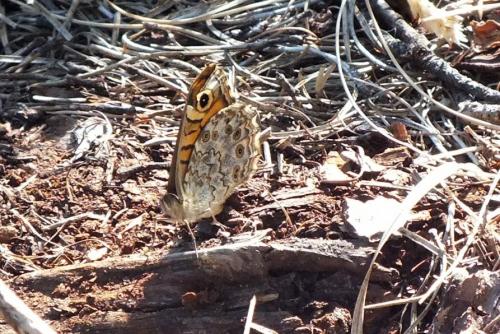 Lasiommata megera