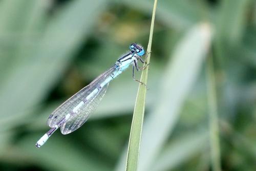 Enallagma cyathigerum