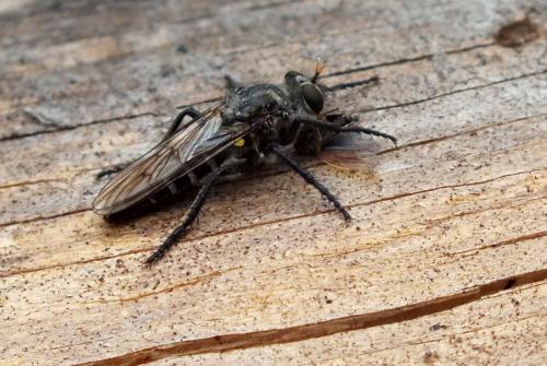 Cyrtopogon fulvicornis